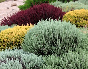 Colorful bushes in a landscaped garden bed