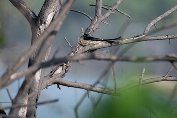 A vibrant black Drogo perched its nest on a dry tree branch with blurred background.