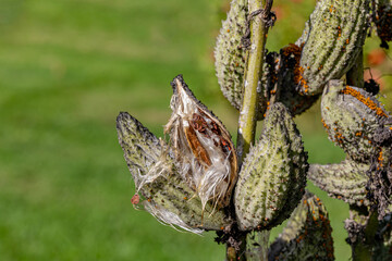 Closeup of common milkweed seedpod and seeds. Wildflower garden, conservation, and nature concept