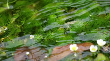 清流の中の梅花藻 5倍スローモーション