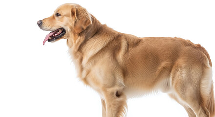 Side view of a golden retriever dog standing with its tongue out on a white background in a studio shot