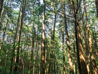 陽光に包まれる杉木立の森