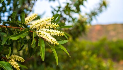 Naklejka premium Blossoms on a leafy branch