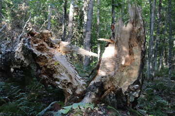 Old tree stump. Damaged tree in the forest. Split tree trunk. Environment and trees in the forest.
