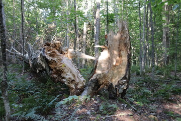 Old tree stump. Damaged tree in the forest. Split tree trunk. Environment and trees in the forest. 