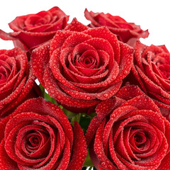 Red Roses with Dew Drops: A Stunning Bouquet with Transparent Background