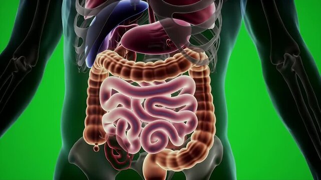 Digestive System Anatomy on Green Screen Ultra Realistic Cinematic Depicting Human Internal Organs Intestines and Liver in a Transparent Abdomen Diagram for Medical and Educational Purposes