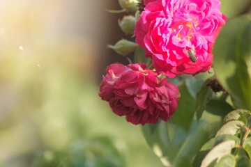 rose flower in the garden and sunlight with boke	
