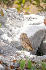 The Athene cunicularia or Speotyto cunicularia, commonly known as the burrowing owl or simply the burrowing owl, is an American bird of prey, of the Strigidae family.
