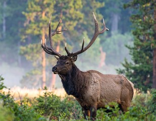 Elk in a misty forest
