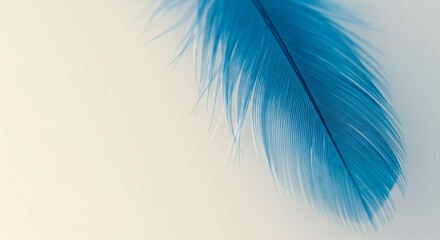 Fototapeta premium Luminous Feather: Blue & White on Soft Background