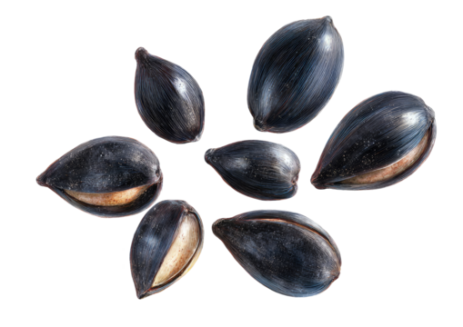 Dark, glossy sunflower seeds arranged in a loose, radiating pattern