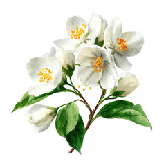 Obraz premium Detailed illustration of a cluster of white jasmine flowers with green leaves on a stem.