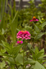 Close-Up of Vibrant Pink Zinnia Flower in Bloom with Green Leaves Background