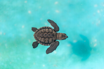 Baby turtle care involves ensuring a tiny sea turtle thrives swimming in turquoise water.