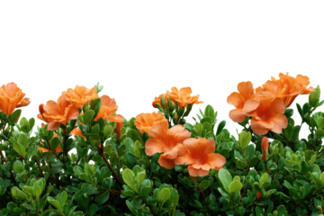 Orange flowers in a dense, green hedge