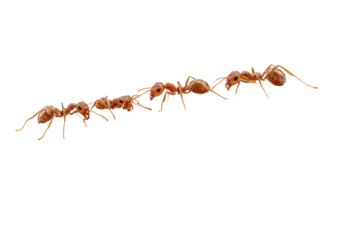 Close-up of a line of reddish ants marching