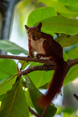 Obraz premium Ardilla