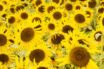 Fototapeta premium Close-Up of Sunflowers in Full Bloom at Zama Sunflower Field, Kanagawa, Japan