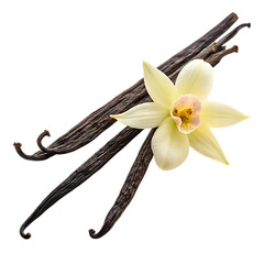 Vanilla beans and flower isolated on transparent background