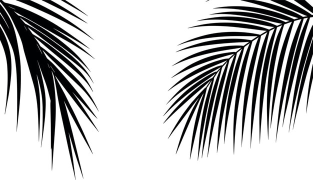 Two minimalist black palm fronds on a white background palm leaf tropical