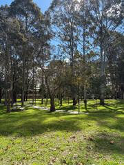 Obraz premium Beautiful sunny day view in the green forest.