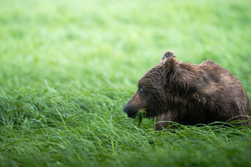 Mcneil River Brown Bear