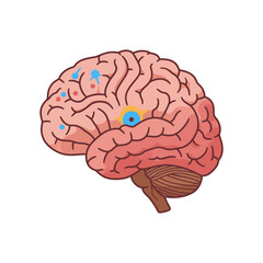 human brain anatomy illustration showing organ health conditions perfect for biology education materials