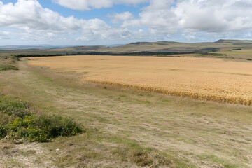 Obraz premium Golden Wheat Field Landscape Under Sunny Sky