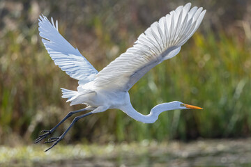 Great Egret Bird in Flight Over Wetland – Ardea alba