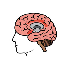 human brain anatomy diagram highlighting function and structure for medical education and scientific research use