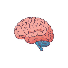 human brain illustration displaying cerebral cortex and anatomy for education biology study and neuroscience