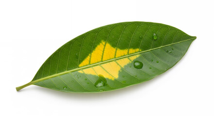 Single green leaf with yellow discoloration and water droplets isolated on a white background surface