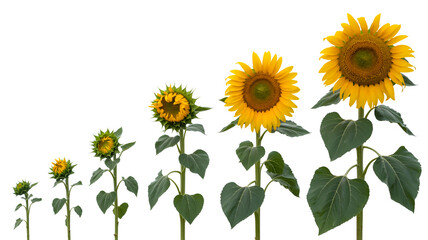 A growth progression photo of sunflowers against a pure white background. The image shows five sunflowers at different stages of growth arranged in a horizontal line.