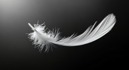 Obraz premium A soft white feather floating gently in a dark space creating a minimalist and ethereal composition