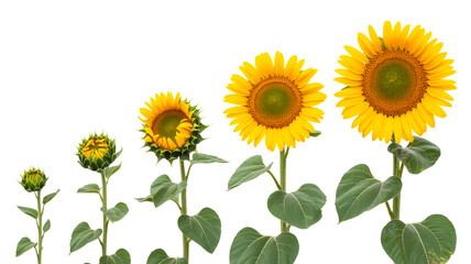 Fototapeta premium A growth progression photo of sunflowers against a pure white background. The image shows five sunflowers at different stages of growth arranged in a horizontal line.