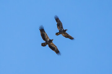 soaring juvenile balkd eagles
