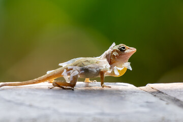 Lizard shedding skin