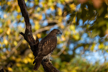 red tailed hawk