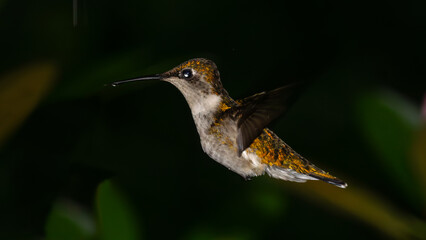 hummingbird in flight