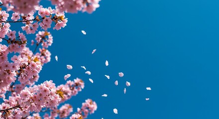 White and Pink Cherry Blossoms: A Breezy Spring Scene