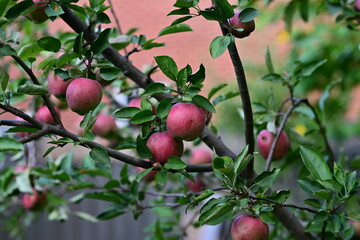 yard stuff with animals apple garden