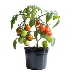 A small potted cherry tomato plant with red and green fruit.