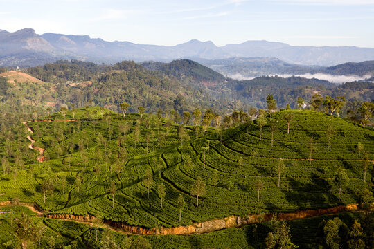 Lush green tea crops thrive in the mountainous landscape of Sri Lanka, near Nuwara Eliya.