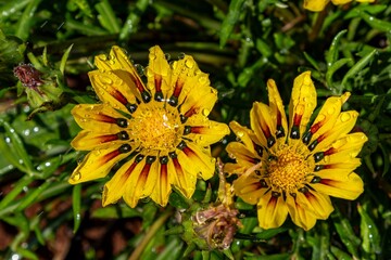 Yellow Gazania flowers with water droplets
