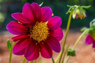 Pink Dahlia flower with a yellow center close-up