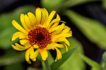 Calendula with water droplets on petals against a blurred green background.