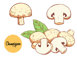 Hand-Drawn Illustration of Whole and Sliced Champignon Mushrooms – Botanical Sketch