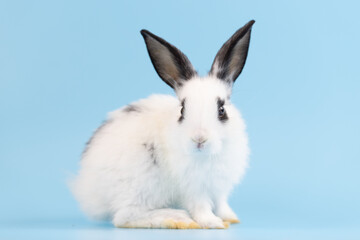 Healthy lovely bunny easter rabbit sniffing, looking around, on blue screen background. Cute fluffy rabbit, Lovely Animal concept. Symbol of easter day.