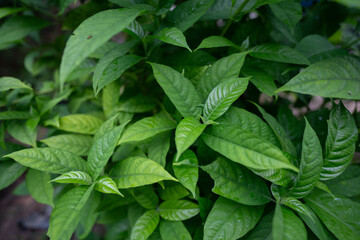 Close-up of green leaves after rain in a lush garden showing water droplets on fresh foliage, symbolizing carbon capture, sustainability, and a clean natural environment for net zero emissions.
